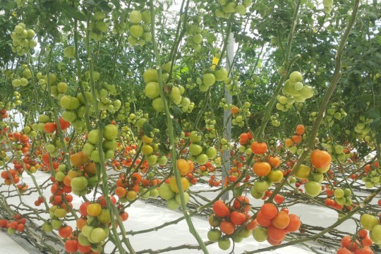 Agriculture sector projected to amount over QR622m in 2024-Qatar