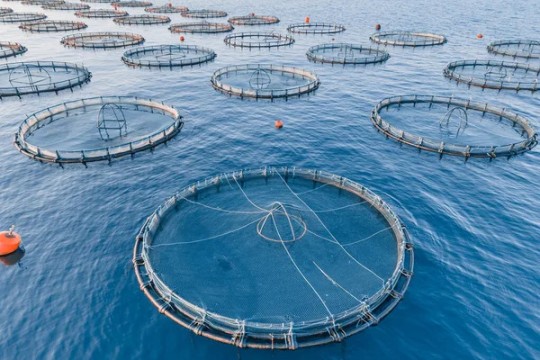 A digital platform for trading aquaculture products is in the works