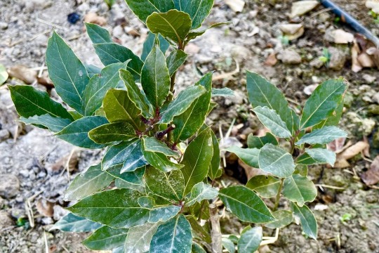 Medicinal plants cultivated in over 1,200 ha of lands in Qazvin province-Egypt