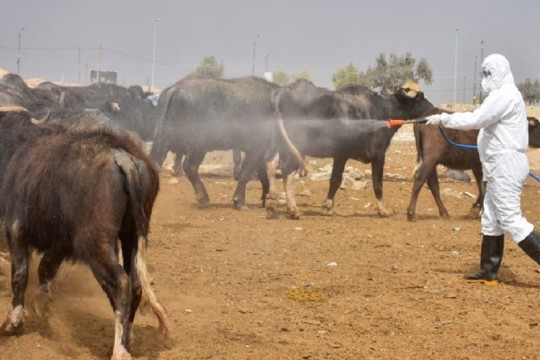 Dhi Qar tops Iraq in Congo fever infections