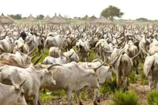Thousands of livestock succumbing to ‘unknown disease’ in Ayod County-Sudan