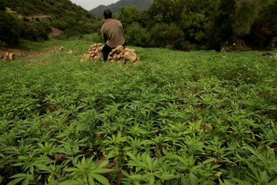 Legal cannabis farming expands strongly in Morocco amid export launch
