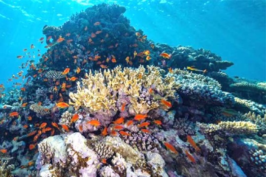 KAUST, NEOM launch world's largest coral restoration project-Saudi Arabia