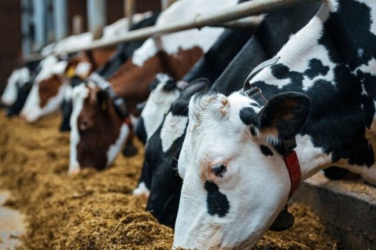 Economy ministry reports sharp drop in feed prices amid improved market supply-Libya