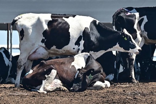 Over 8,000 cows infected with foot-and mouth disease in Kuwait