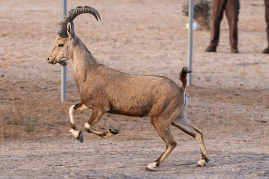 KSA launches Reserve Integrated Development Management Plan-Saudi Arabia