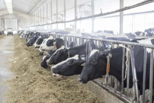 Kabd livestock market suspended amid foot-and-mouth disease