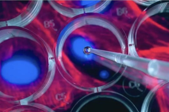 Mayo Clinic researchers identify a new stem cell patch to gently heal damaged hearts-Bahrain