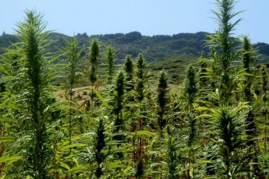 Legalized Cannabis Could Help Morocco Generate Up to $632.7 Million Annually by 2028