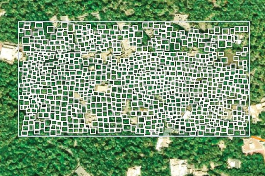 Omani startups harness satellite imagery for palm trees census