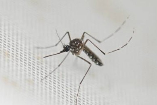 Malaria outbreak claims 41 lives in Likuangole County