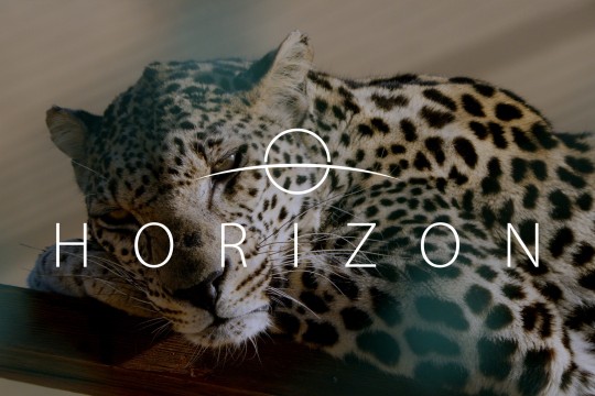 وزارة الإعلام تطلق فيلماً وثائقياً بعنوان "هورايزن" عن الحياة الفطرية بالمملكة على "نتفليكس"