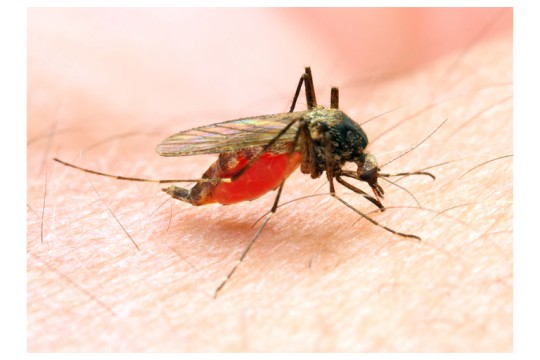 تعاون بين Bio-Gene وEnvu لتقييم Flavocide™‎ للاستخدام في إدارة مكافحة البعوض في القطاعين العام والخاص