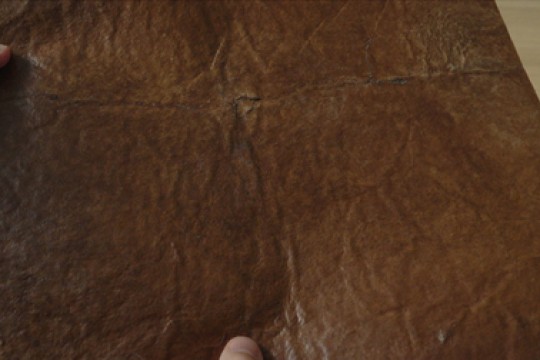 شركة Qorium المتخصصة في الهندسة الحيوية تستعرض إنجازها في مجال الجلود المزروعة، مما يشكل خطوة رئيسية نحو التسويق التجاري