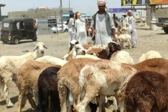 Sudanese struggle to buy sheep for Eid as economic crisis bites