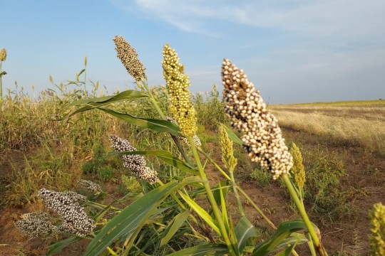 Healthcare good but food scarcity reported in South Kordofan capital-Sudan