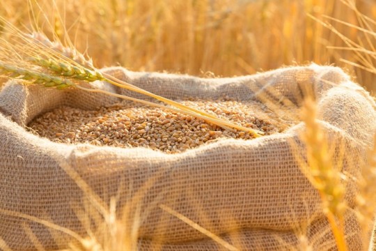 Egypt’s wheat imports rise 30% YoY in 2023-Egypt