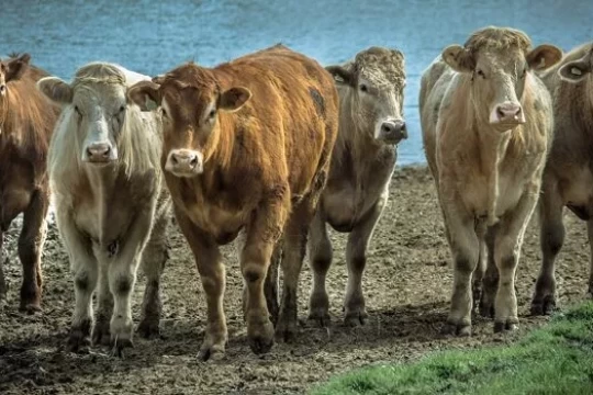 Iraq Cuts Customs Duties on Live Animals-Iraq